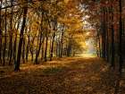 Fall Trees 9 Art Print