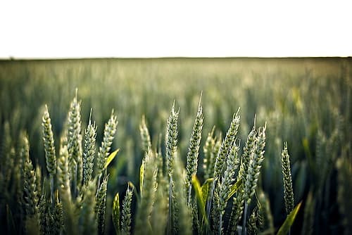 Field 2 Landscape Print