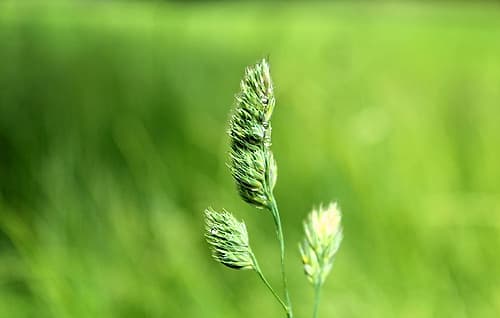 Field 7 Landscape Print