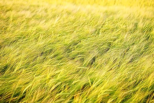 Field 8 Landscape Print