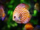 Fish 2 Art Print