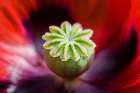 Flower 1 Art Print