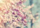 Flower 10 Art Print