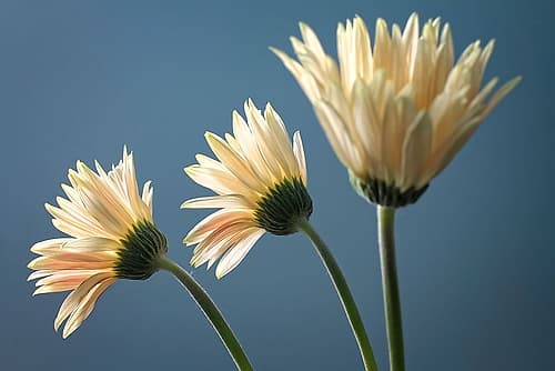 Flower 21 Art Print by Rachel Lee