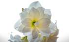 Flower 22 Art Print