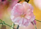 Flower 28 Art Print