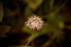 Flower 3 Art Print