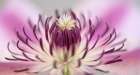 Flower 31 Art Print