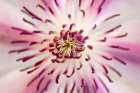 Flower 32 Art Print