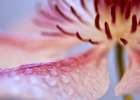 Flower 33 Art Print