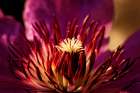 Flower 34 Art Print