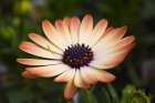 Flower 35 Art Print