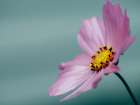 Flower 36 Art Print