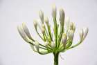 Flower 37 Art Print