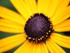 Flower 44 Art Print