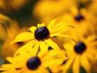 Flower 46 Art Print