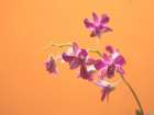 Flower 50 Art Print