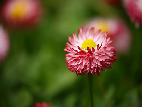 Flower 51 Art Print by Rachel Lee
