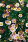Flower 53 Art Print