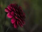 Flower 54 Art Print