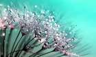 Flower 55 Art Print