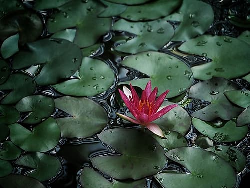 Flower 56 Art Print by Rachel Lee
