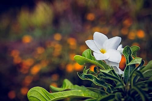 Flower 6 Art Print by Rachel Lee