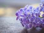 Flower 63 Art Print