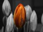 Flower 66 Art Print