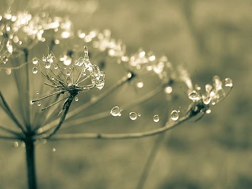 Flower 67 Art Print