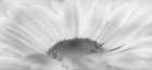 Flower 68 Grayscale Watercolor Art Print