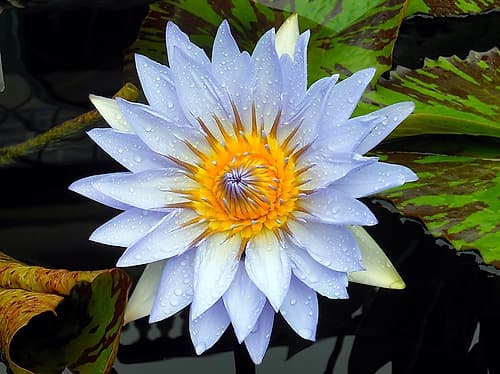 Flower 7 Art Print