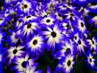 Flower 70 Art Print
