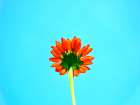 Flower 72 Art Print
