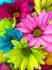 Flower 74 Art Print