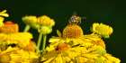 Flower Bee Art Print