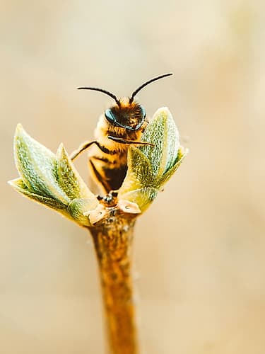 Flower Bee 3 Art Print by Rachel Lee