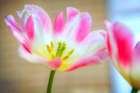 Flower Pink Art Print