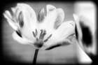 Flower Pink BW Holga Art Print