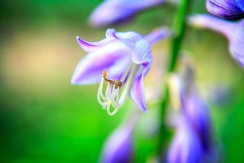 Flower Purple Art Print by Rachel Lee
