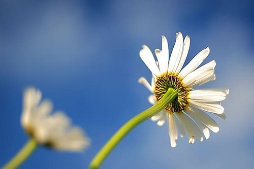 Flower White Art Print by Rachel Lee