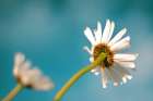 Flower White Custom Cyan Art Print