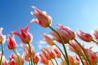 Flower Tulips Art Print