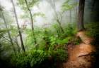 Foggy Forest Path Art Print