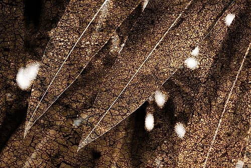 Foliage Textured 4 Art Print by Rachel Lee