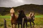 Horse 2 Art Print