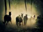 Horse 4 Art Print