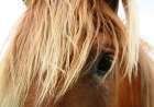 Horse 5 Art Print