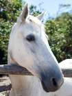 Horse 8 Art Print