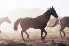 Horse 11 Art Print